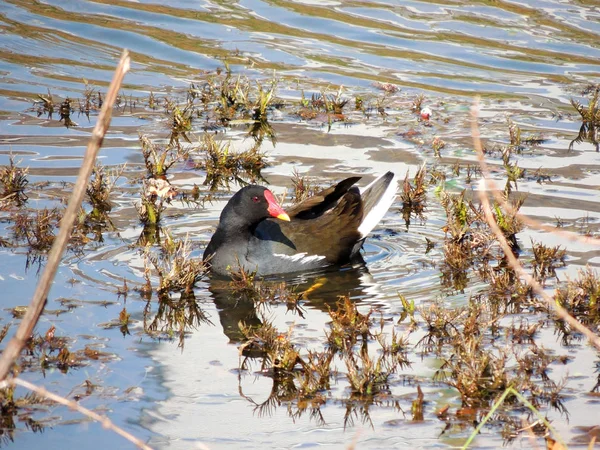 鳥ダスキー ムーヘン ガリヌラ クロロプス 池で泳ぐ — ストック写真