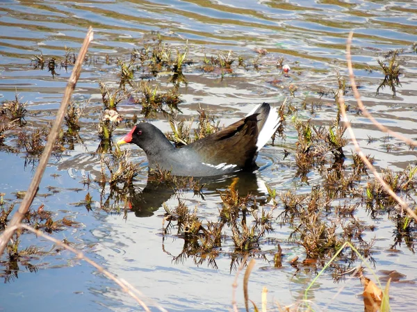 Vogeldämmerung Moorhuhn Gallinula Chloropus Schwimmen Teich — Stockfoto