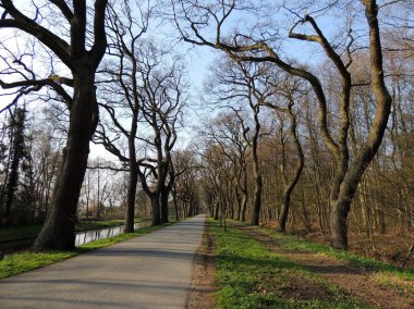 Erken ilkbaharda parkta kavisli ağaçların Alley