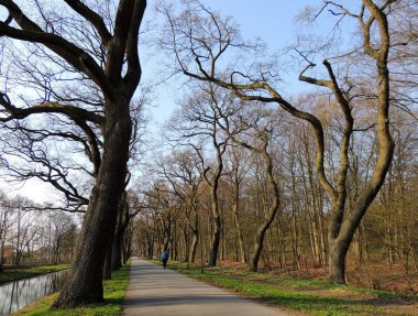 Erken ilkbaharda parkta kavisli ağaçların Alley