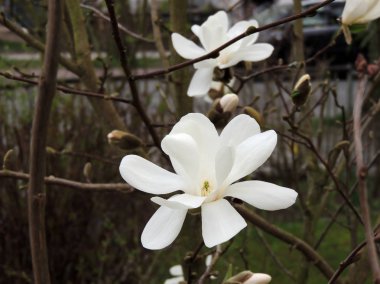 Manolya Kobus çiçek, erken ilkbahar