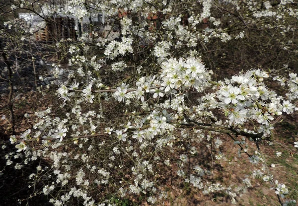 Blackthorn Prunus Spinosa Durante Floração — Fotografia de Stock