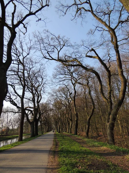 Allée Arbres Courbes Dans Parc Début Printemps — Photo