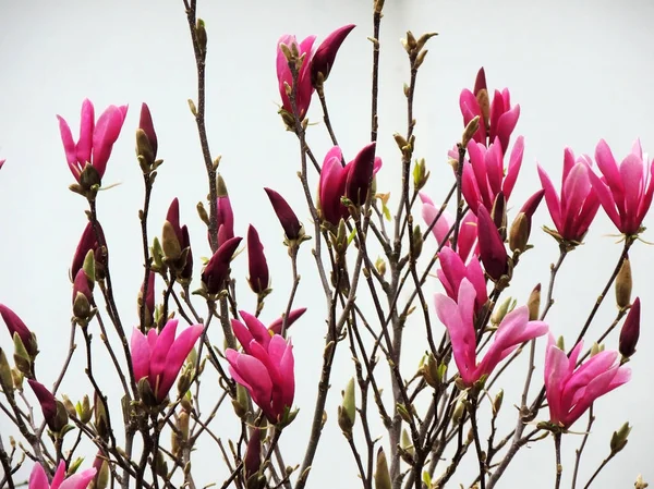 Çiçeklenme Sırasında Manolya Liliiflora Bahar — Stok fotoğraf