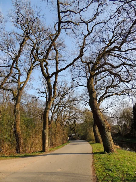 Allee Aus Geschwungenen Bäumen Park Zeitigen Frühjahr — Stockfoto