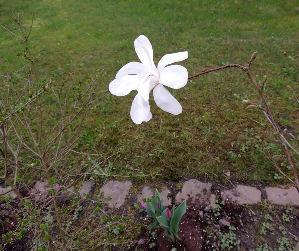 Magnolia Kobus Flor Início Primavera — Fotografia de Stock