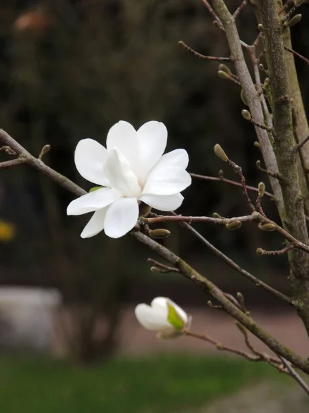 Magnolia Kobus Fleur Début Printemps — Photo