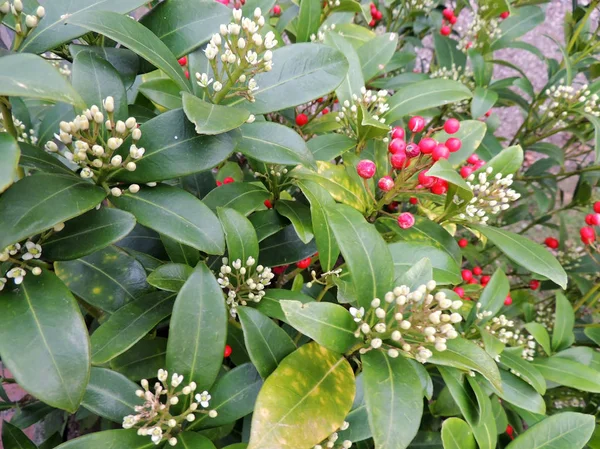 Japanische Magermilch Skimmia Japonica Mit Blüten Und Beeren — Stockfoto