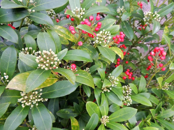 Skimmy Japonês Skimmia Japonica Com Flores Bagas — Fotografia de Stock