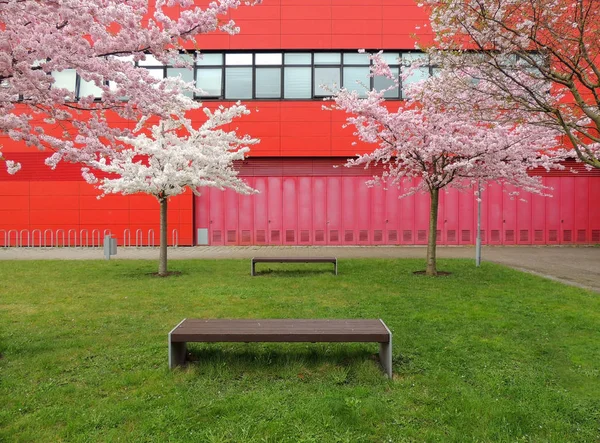 Rosafarbene Japanische Kirsche Prunus Serrulata Und Rote Stühle Vor Roter — Stockfoto