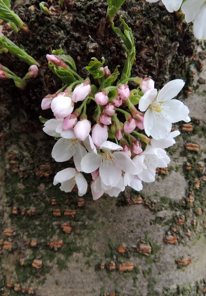 Blanco Finamente Cereza Prunus Serrulata Durante Floración — Foto de Stock