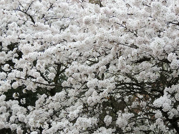 Біла Вишня Прунус Серрулата Під Час Цвітіння — стокове фото