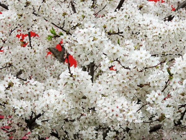 Blanco Finamente Cereza Prunus Serrulata Durante Floración — Foto de Stock