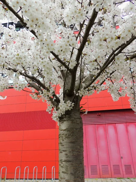 Cereja Branca Finamente Prunus Serrulata Durante Floração — Fotografia de Stock