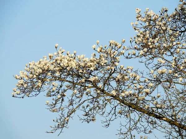 Magnolia Denudata Durante Floração Primavera — Fotografia de Stock