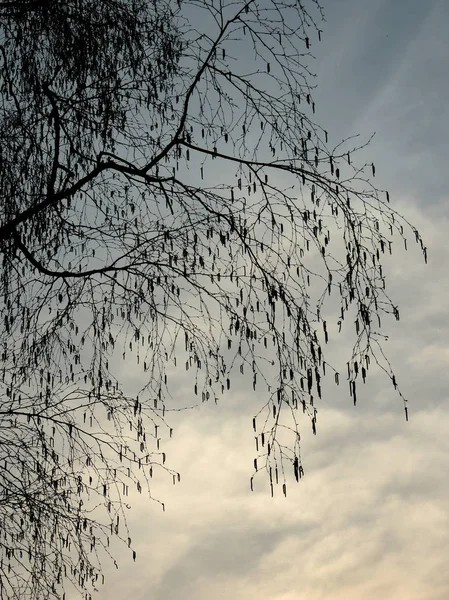 Birke Betula Mit Ohrringen Gegen Den Abendhimmel — Stockfoto