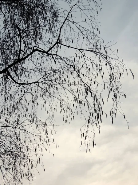 Birch Tree Betula Earrings Evening Sky — Stock Photo, Image