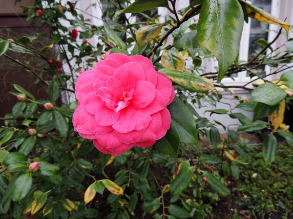 Camellia Boom Met Rode Bloemen — Stockfoto