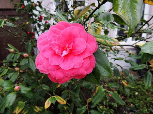 Camellia Arbre Avec Des Fleurs Rouges — Photo