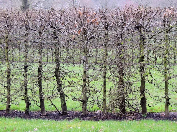Frequentes Hornbeam Hedge Caprinus Betulus Primavera — Fotografia de Stock