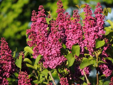 Bahçede çiçekli leylak çalısı. Bahar