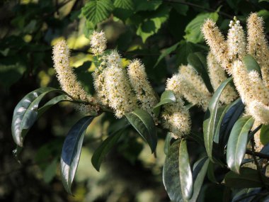 Laurel Cherry, karayemiş, çiçeklenme sırasında