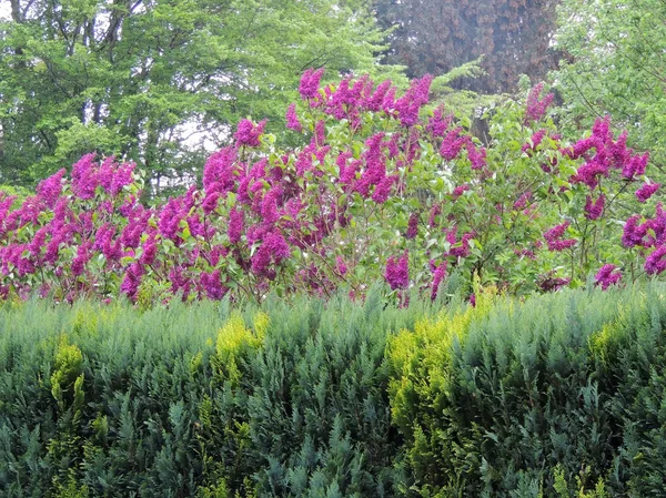 Bahçede Çiçekli Leylak Çalısı Bahar — Stok fotoğraf