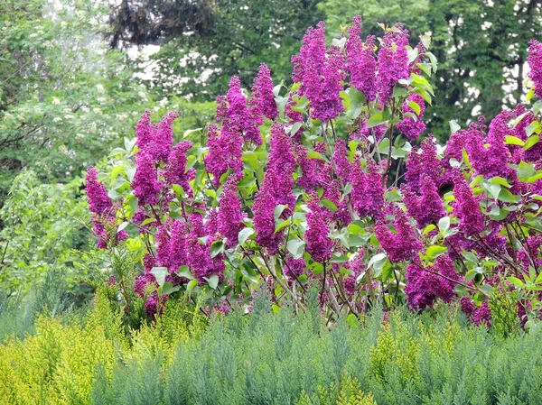 庭の開花ライラックブッシュ — ストック写真