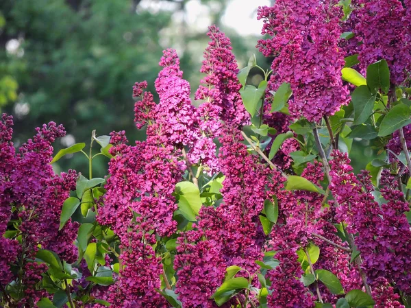 Flowering Lilac Bush Garden Spring — Stock Photo, Image