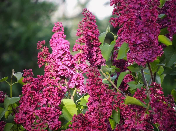 庭の開花ライラックブッシュ — ストック写真