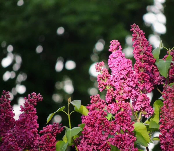 庭の開花ライラックブッシュ — ストック写真