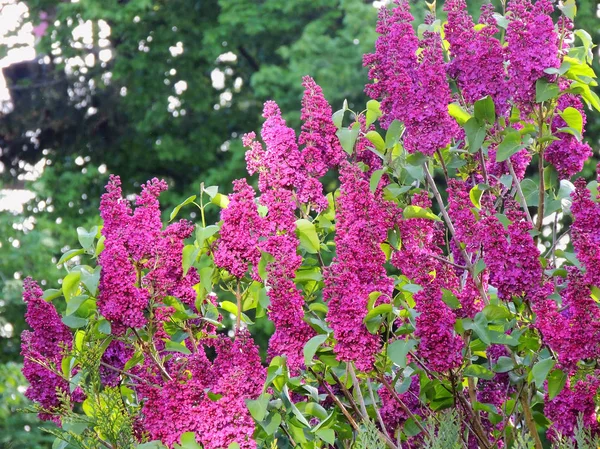 Florescimento Arbusto Lilás Jardim Primavera — Fotografia de Stock