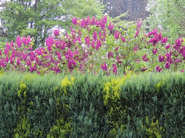 Florescimento Arbusto Lilás Jardim Primavera — Fotografia de Stock