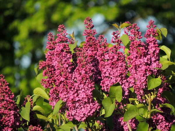 Floración Arbusto Lila Jardín Primavera — Foto de Stock