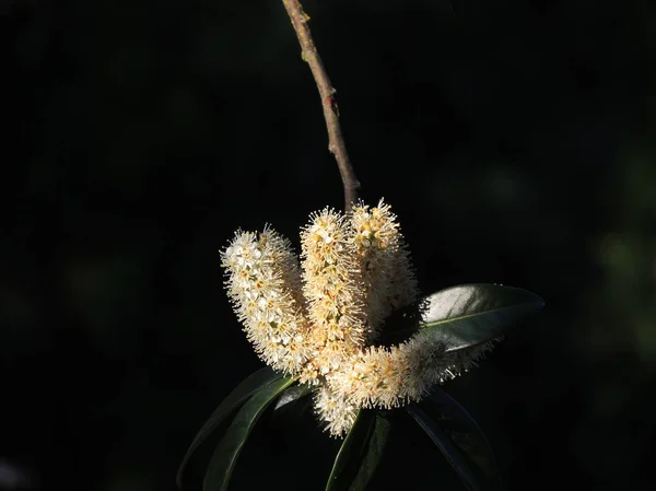 Laurel Cherry Prunus Laurocerasus Flowering — Stock Photo, Image
