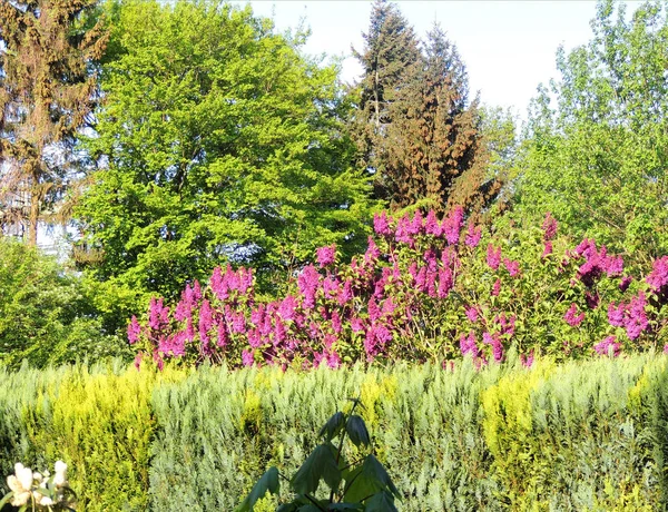 Bloeiende Lila Bush Tuin Voorjaar — Stockfoto