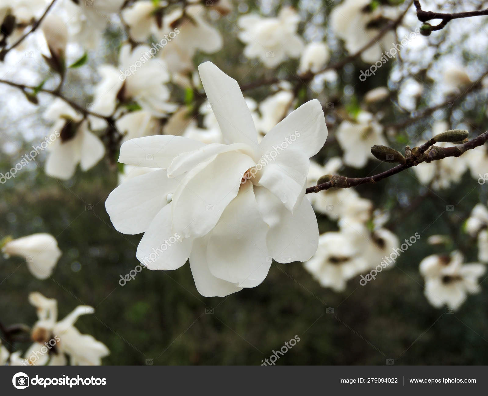 Magnolia loebneri