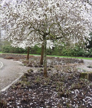 Manolya Lebner, Manolya x loebneri Merrill, çiçekli lik sırasında