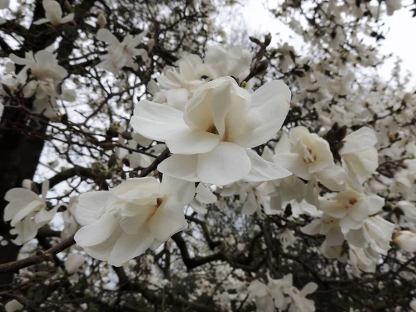 Magnolia Lebner Magnolia Loebneri Merrill Podczas Kwitnienia — Zdjęcie stockowe