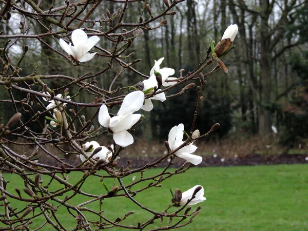 Magnolia Lebner Magnolia Loebneri Merrill Flowering — Stock Photo, Image
