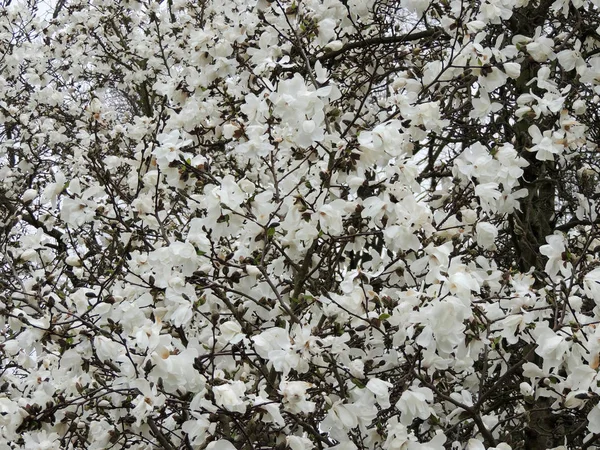 Magnolia Lebner Magnolia Loebneri Merrill Durante Floração — Fotografia de Stock