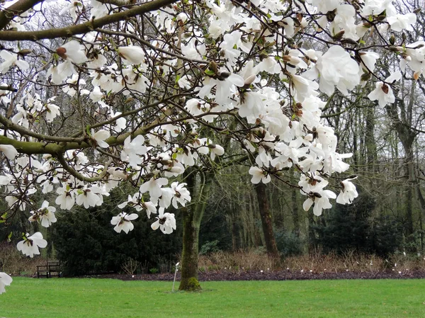 Magnolia Lebner Magnolia Loebneri Merrill Podczas Kwitnienia — Zdjęcie stockowe