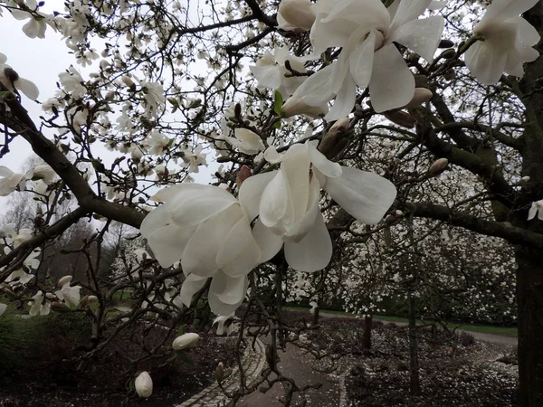 Magnolia Lebner Magnolia Loebneri Merrill Durante Fioritura — Foto Stock