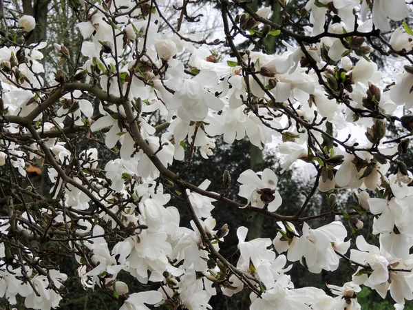 Magnolia Lebner Magnolia Loebneri Merrill Durante Fioritura — Foto Stock