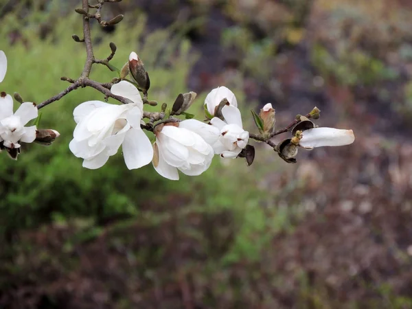 Magnolia Lebner Magnolia Loebneri Merrill Podczas Kwitnienia — Zdjęcie stockowe