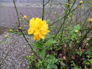 Japon Kerria, çiçeklenme sırasında Kerria japonica