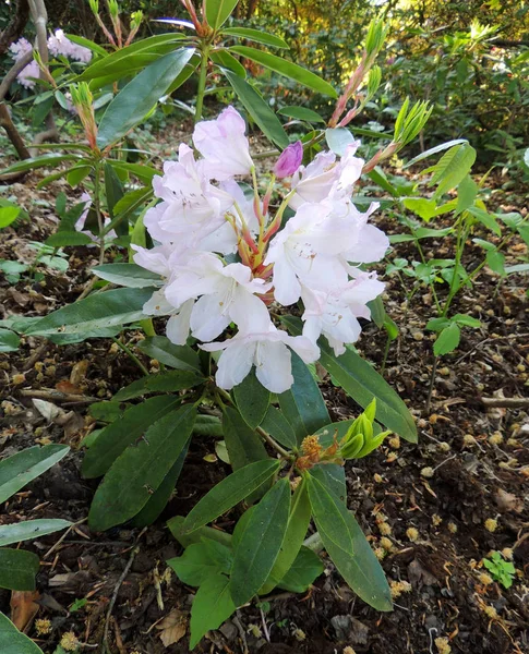 Blommande Blek Rosa Rhododendron Våren April — Stockfoto