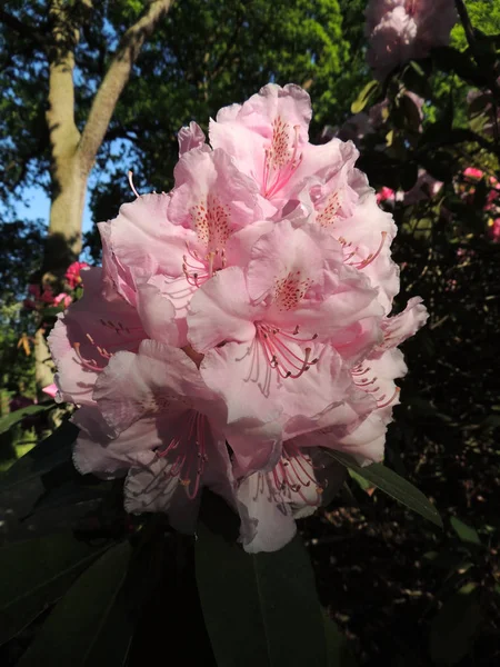 Kvetoucí Světle Růžový Rododendron Jarní Duben — Stock fotografie