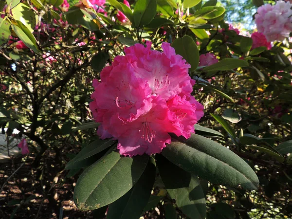 Rododendro Rosa Pallido Fiore Primavera Aprile — Foto Stock