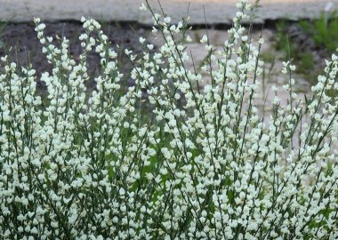 Erken süpürge, Cytisus praecox Albus, çiçekli sırasında